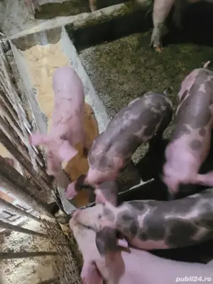 Vând porci și purcei  - imagine 4