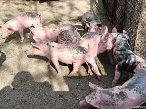 Purcei de vanzare - imagine 3 Purcei de vanzare - imagine 3