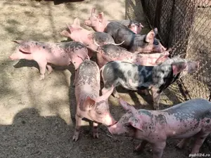 Purcei de vanzare - imagine 2 Purcei de vanzare - imagine 2