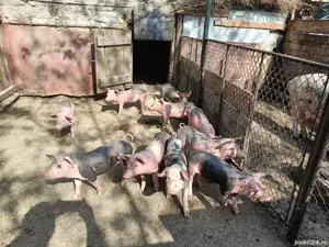 Purcei de vanzare - imagine 4 Purcei de vanzare - imagine 4