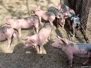 Purcei de vanzare - imagine 5 Purcei de vanzare - imagine 5