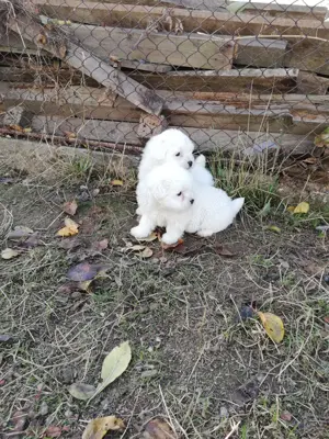 Bichon maltez foarte frumosi