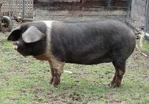 Scroafa Vând scroafa bazna Deva - Animale