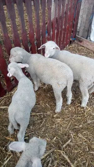 Vand berbecuti ile-de -france