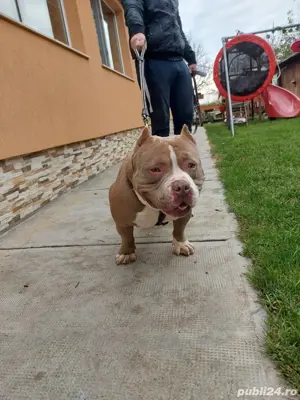 American bully pocket