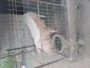 Porc de vanzare - imagine 3 Porc de vanzare - imagine 3