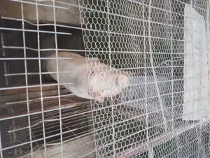 Porc de vanzare - imagine 2 Porc de vanzare - imagine 2