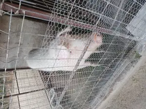 Porc de vanzare - imagine 4 Porc de vanzare - imagine 4