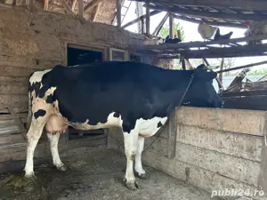 vaca de vanzare - imagine 2