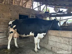 vaca de vanzare - imagine 3