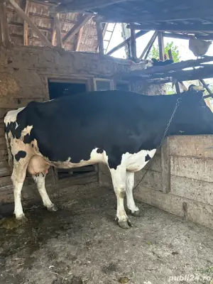 vaca de vanzare - imagine 4