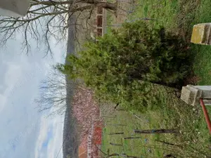 Inchiriez 46ha în Mehedinți 