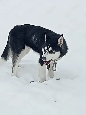 Vând câine Husky  - imagine 3 Vând câine Husky  - imagine 3