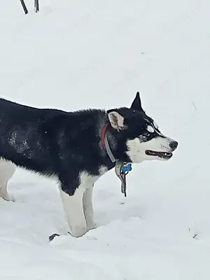 Vând câine Husky 