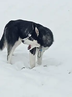 Vând câine Husky  - imagine 2 Vând câine Husky  - imagine 2