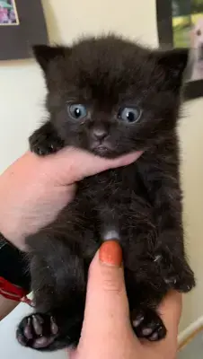 Puiuț American Shorthair black.  Asigur transport în toată țara! - imagine 7