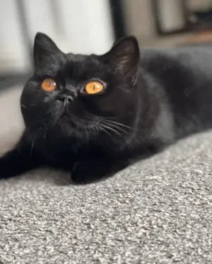 Puiuți British shorthair black chocolate  - imagine 4