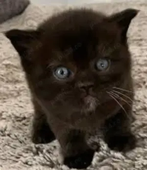 Puiuț American Shorthair black.  Asigur transport în toată țara! - imagine 9