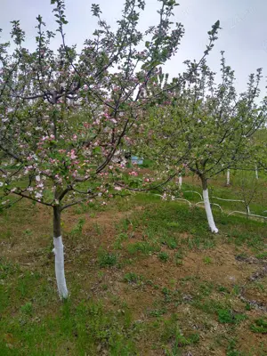 Teren intravilan în Vlădiceni  - imagine 2