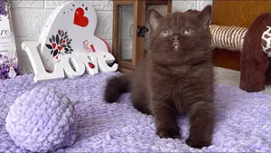 Puiuți British shorthair black chocolate 