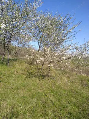 Teren intravilan în Vlădiceni  - imagine 5