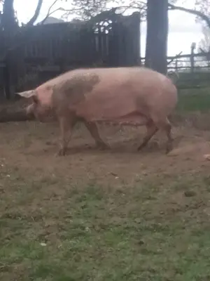 Vând porci și purcei  - imagine 2