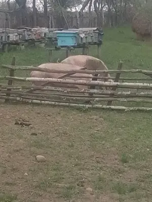 Vând porci și purcei  - imagine 3