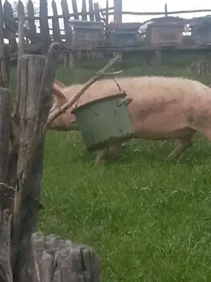 Vând porci și purcei  - imagine 4