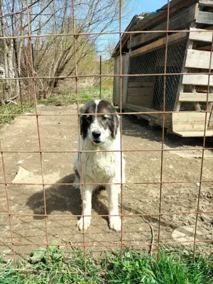Vând femela Ciobanesc romanesc de Bucovina  - imagine 3