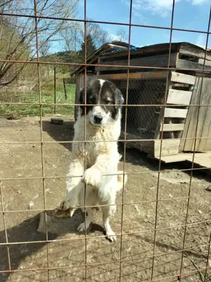 Vând femela Ciobanesc romanesc de Bucovina 