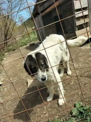 Vând femela Ciobanesc romanesc de Bucovina  - imagine 2