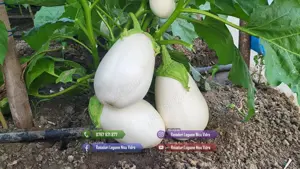 Vand rasaduri legume: Vand rasad de rosii   rasad tomate - imagine 3