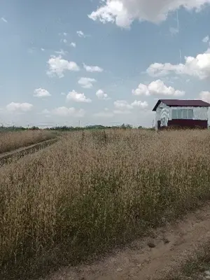 Oferta!!!Vand 500 m teren intravilan Rosiori de vede - imagine 2