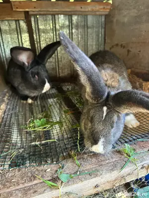 Ieprui urias germa de carne 