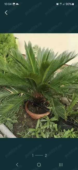 Vînd 2 buc cycas revoluata,palmier sago