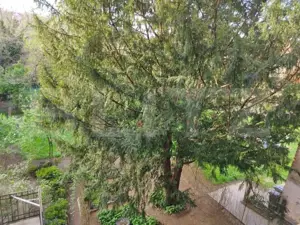 Cladire istorica, 5 camere, 145 mp, terasa, Iosefin/Sinaia - imagine 13