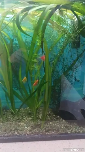Plante speciale pentru acvariu  - imagine 2