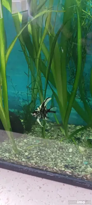 Plante speciale pentru acvariu 