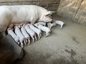 Purcei 7 saptamani - imagine 3