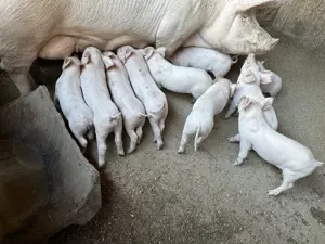 Purcei 7 saptamani - imagine 2