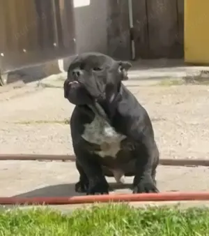 American Bully Exotic - imagine 5