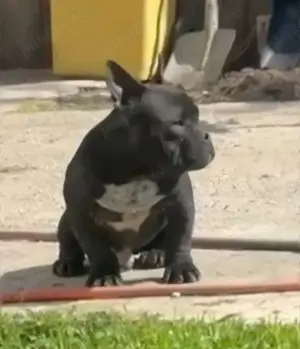 American Bully Exotic - imagine 2