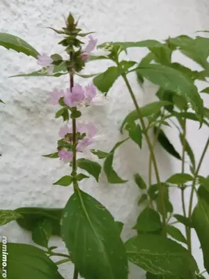 Busuioc american - ghiveci cu 5 plante 