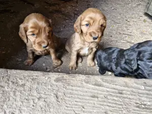 Disponibili căței, de rasa cocker spaniel. - imagine 2