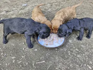 Disponibili căței, de rasa cocker spaniel. - imagine 4