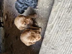 Disponibili căței, de rasa cocker spaniel. - imagine 3