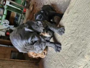 Disponibili căței, de rasa cocker spaniel. - imagine 5