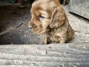 Disponibili căței, de rasa cocker spaniel.