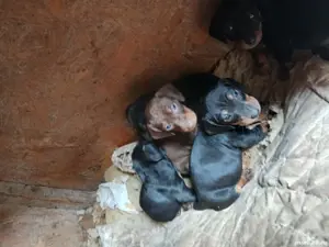 De vanzare  - imagine 2 De vanzare  - imagine 2