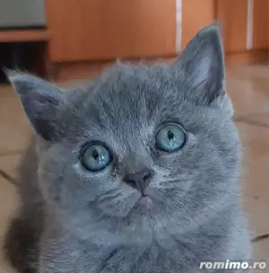 Pui British Shorthair